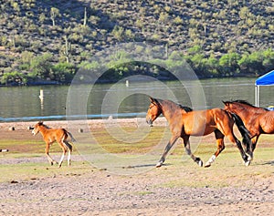 Arizona Landscape with Salt River Wild Horses