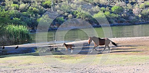 Arizona Landscape with Salt River Wild Horses