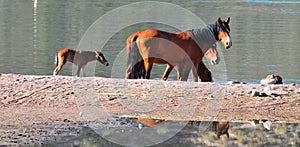 Arizona Landscape with Salt River Wild Horses