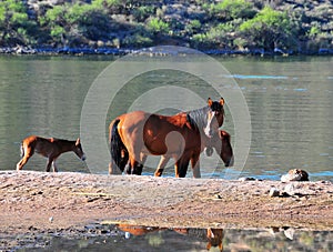 Arizona Landscape with Salt River Wild Horses