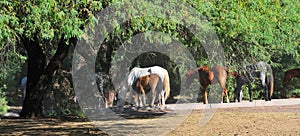 Arizona Landscape with Salt River Wild Horses