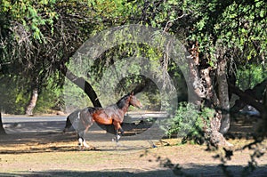 Arizona Landscape with Salt River Wild Horses