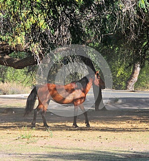 Arizona Landscape with Salt River Wild Horses