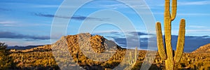 Arizona Lanscape Desert Scenery with Saguaro Cactus