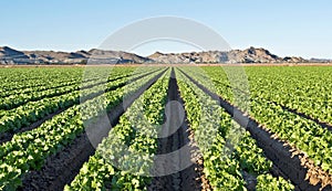 Arizona lettuce field