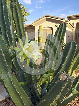 Arizona Living, Frontyard Cactus photo