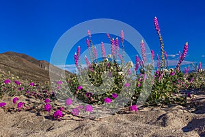 Arizona Lupine