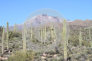 Arizona - Mazatzal Mountain Range: Saguaro Foothills in Winter
