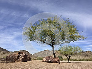 Arizona Mesquite tree in desert backyard