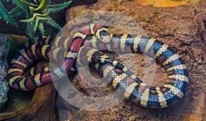 Arizona mountain king snake in closeup, vibrant colored tropical serpent from America, popular pet in herpetoculture