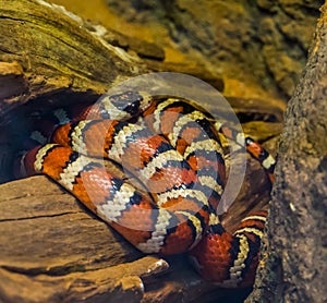 Arizona mountain king snake in the colors red, yellow and black, vibrant colored serpent from America, Popular pet in