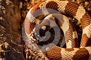 The Arizona mountain kingsnake is a beautiful species commonly l