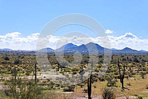 Arizona mountain range with saguaro cactus, sky and light clouds and other desert plants