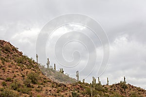 Arizona Mountain Ridgeline With Saguaro Cactus