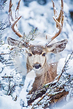 Arizona Mule Deer