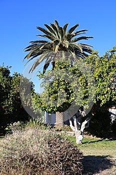 Arizona Oranges and King Palm in Winter