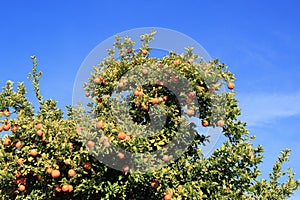 Arizona Oranges in Winter copy space