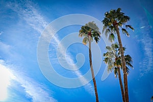 Arizona palm tree blue sky