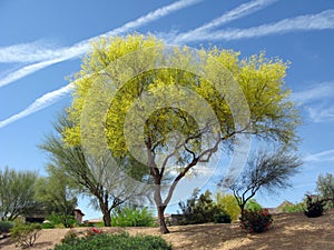 Arizona Palo Verde Tree