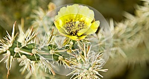 Arizona Pencil Cholla Blossom