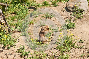 Arizona prairie dog.