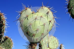 Arizona: A Prickly Pear Cactus Heart - Love you!