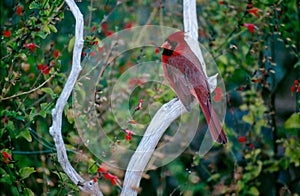 Arizona Redbird