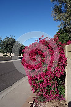 Colorful Display of Crimson Red Bougainvillea along Arizona Roads in Phoenix photo