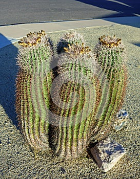 Barrel Fishhook Cacti in Streets Xeriscaping photo