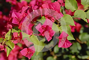 Arizona's flower Antigonon leptopus 'Baja Red'-Queen's Arizona Flowers photo