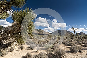 Arizona`s Joshua Tree Forest