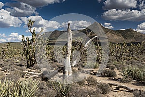 Arizona`s Joshua Tree Forest