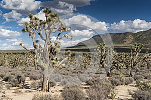 Arizona`s Joshua Tree Forest