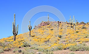 Arizona: Saguaro Cacti in Carpet of Blooming Desert Flowers 