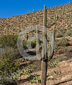 Arizona Saguaro Cacti in Tonto National Forest