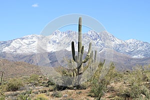 Arizona, Saguaro Cactus at the Foothills of snow-covered Four Peaks