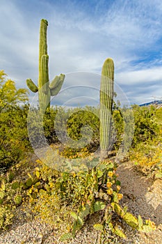 Arizona Saguaro Cactus In Vertical Orientation