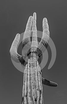 Arizona Saguaro National Park black and white tall giant Cactus