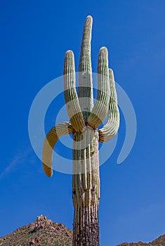 Arizona Saguaro National Park tall giant Cactus