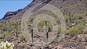 Arizona Saguaro National Park A view of many cacti in the desert and on the mountain side