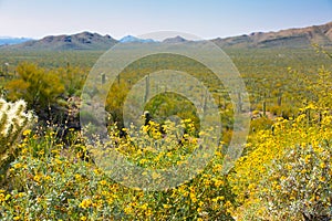 Arizona Saguaro National Park Wildflowers and Cactus