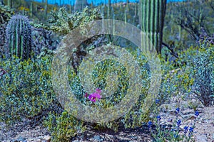 Arizona Saguaro National Park Wildflowers and Cactus photo