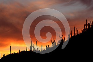 Arizona Saguaro Sunset Silhouettes
