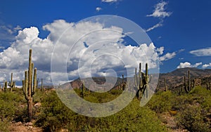 Arizona saquaro desert