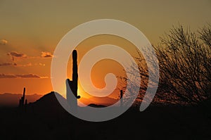 Arizona Senoran Desert Sunset