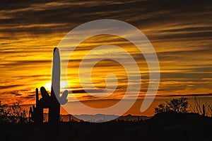 Arizona Senoran Desert Sunset