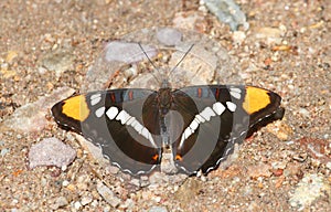 Arizona Sister (Adelpha eulalia) Butterfly