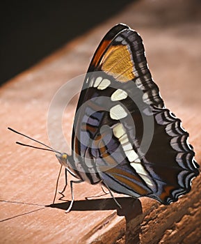 An Arizona Sister Butterfly, Adelpha eulalia, in Ramsey Canyon, AZ, USA photo