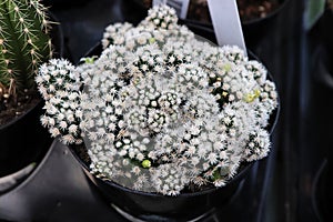 An Arizona Snowcap cactus covered in white spines