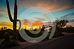 Arizona Sonoran Desert